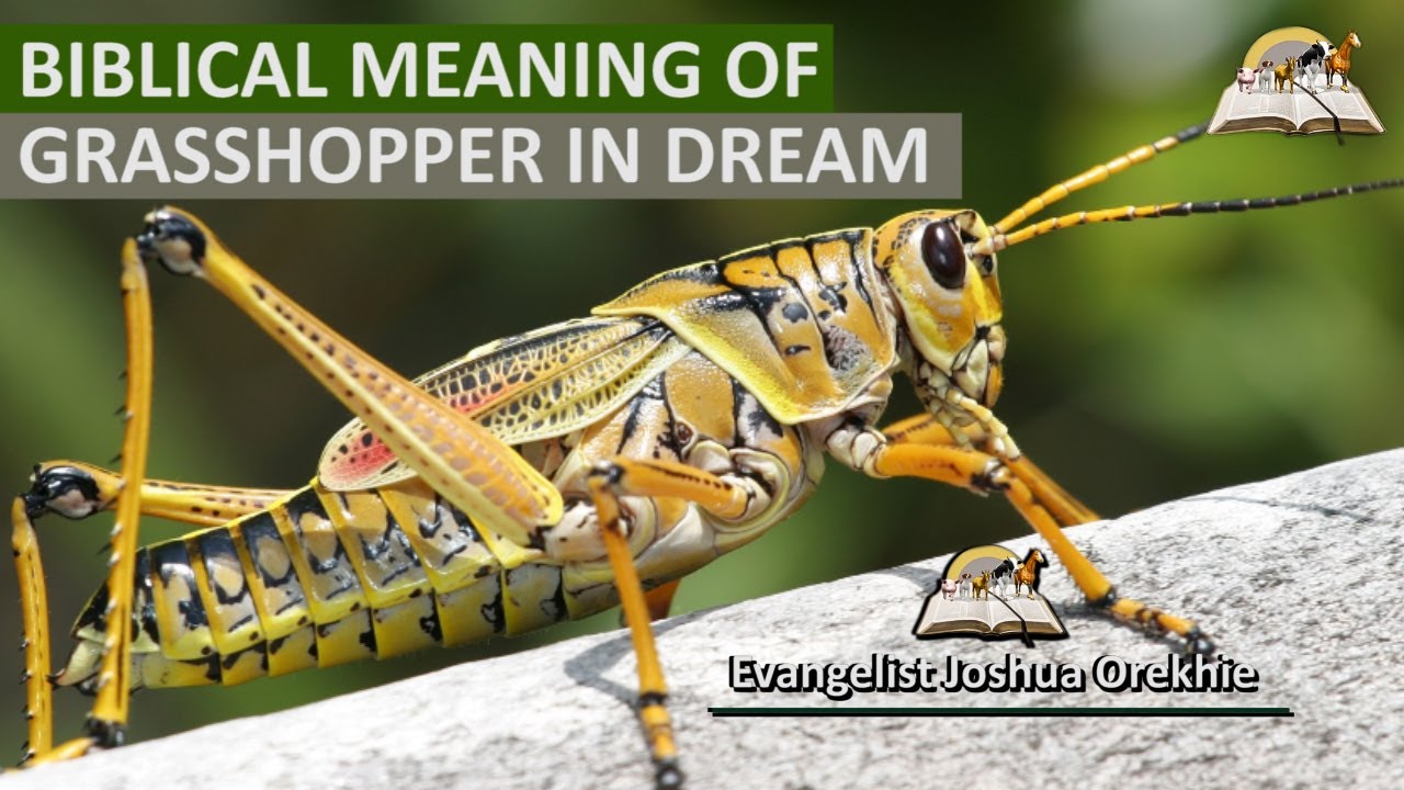 Interprétation des rêves : que signifie rêver de sauterelles ? 1 dreaming of grasshoppers
