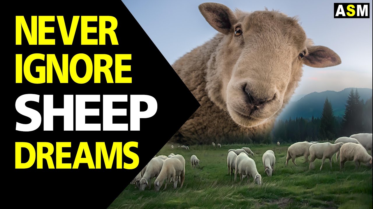 Comment rêver de moutons peut améliorer votre sommeil et réduire le stress 1 dreaming of sheep