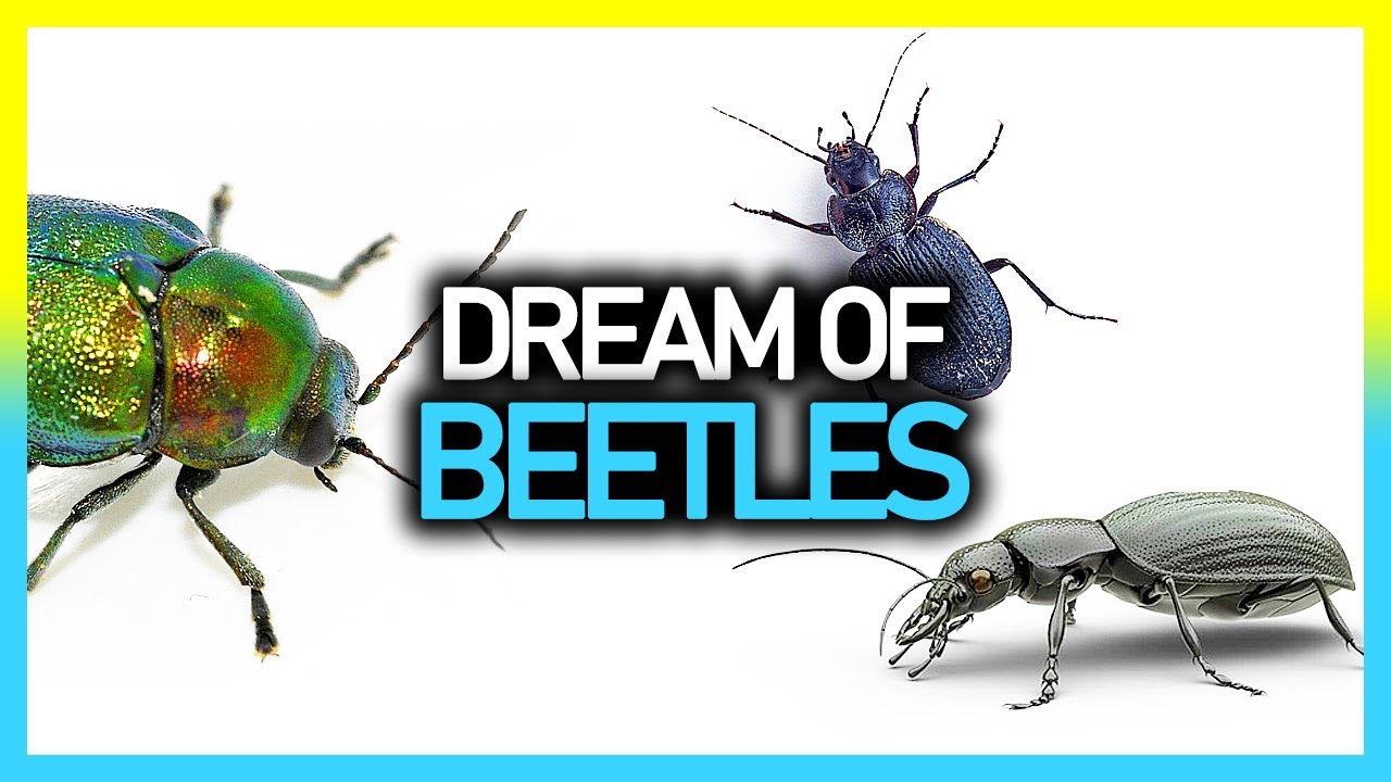 Interprétation des rêves sur les scarabées : signification et symbolisme 1 dreams about beetles