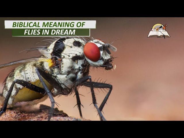 Interprétation des rêves sur les mouches : significations et symbolisme 1 dreams about flies