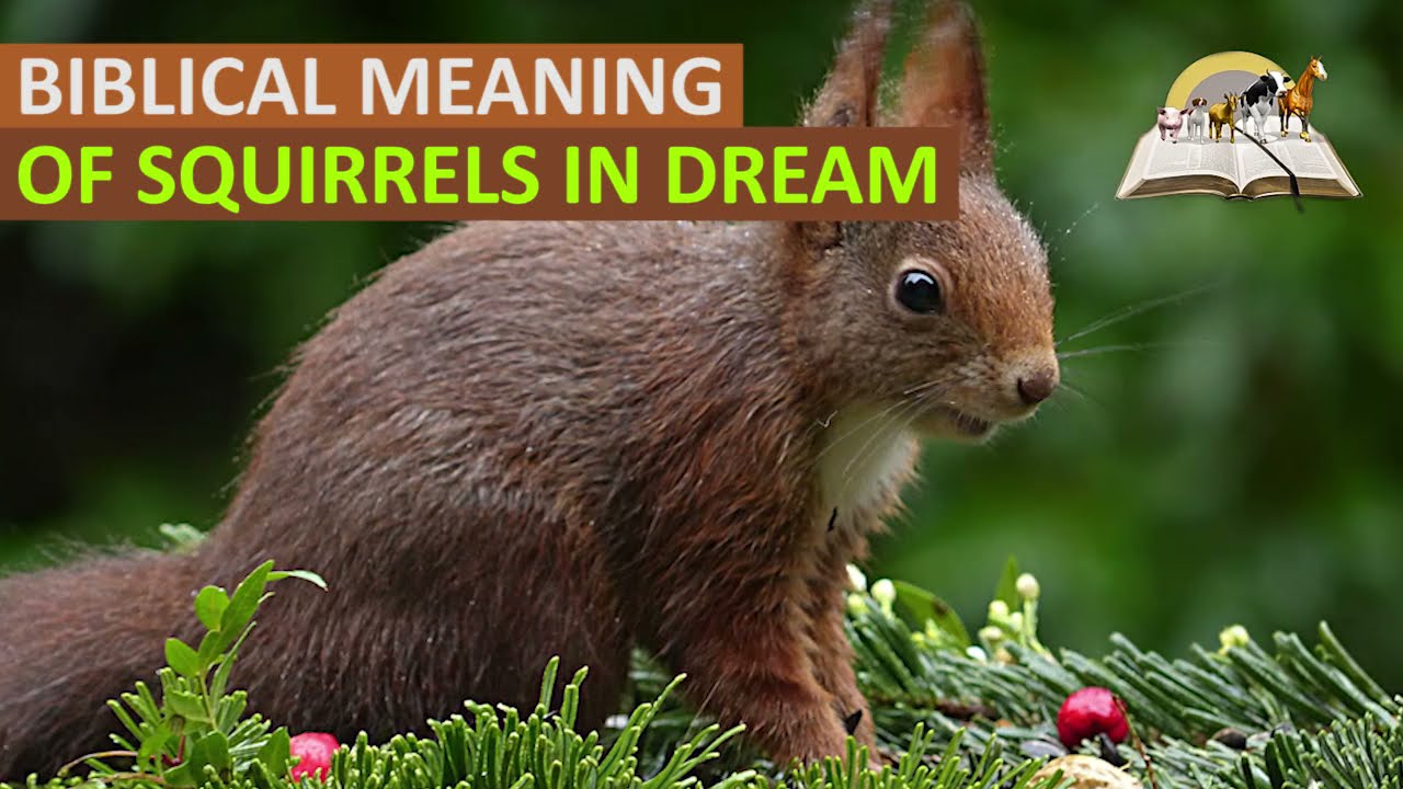 Interprétation des rêves sur les écureuils : significations et symbolisme 1 dreams about squirrels