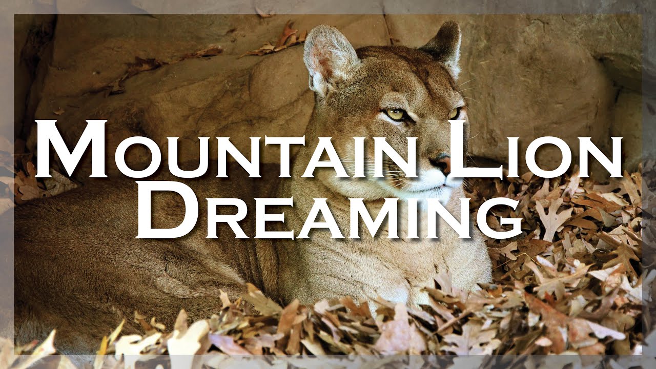 Interprétation des rêves de lion des montagnes et leurs significations profondes 1 mountain lion dreams
