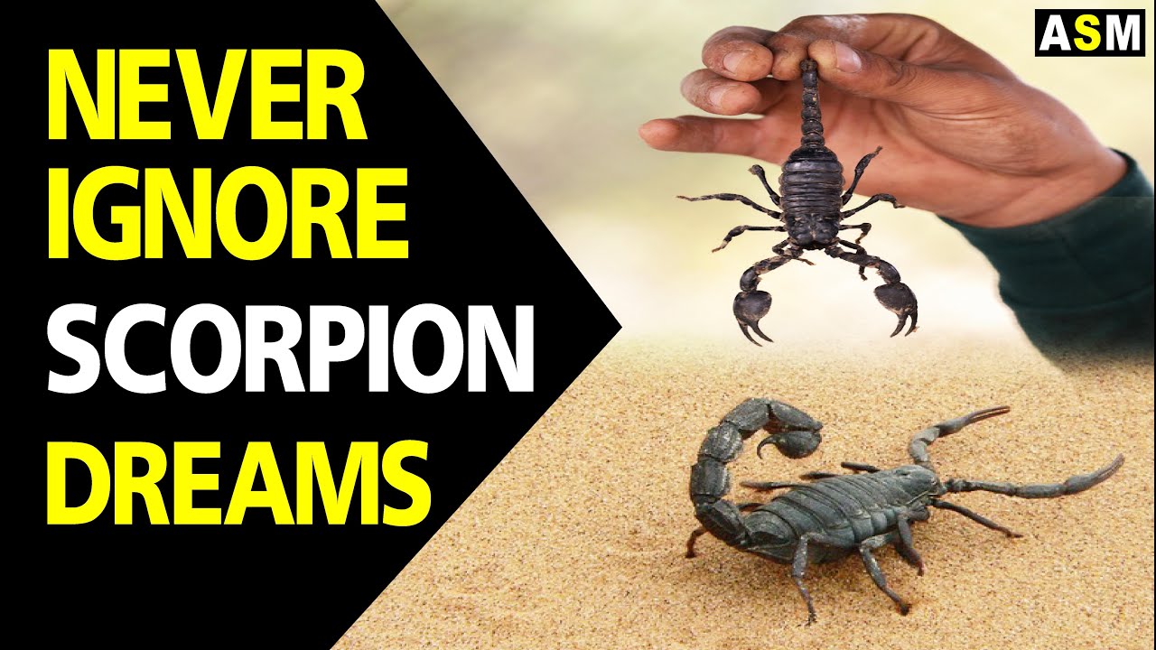 Signification des rêves de scorpion et leur interprétation dans la culture des rêves 1 scorpion dream meaning