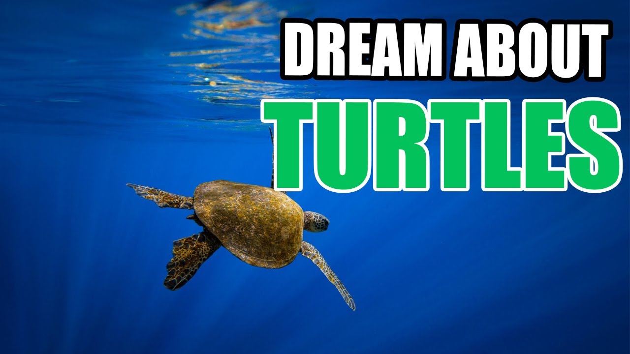 Rêver de tortues : interprétations et significations des rêves avec des tortues 1 dreaming of turtles