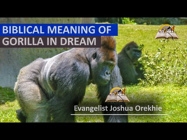 Signification des rêves de gorille : interprétations et symbolisme explicatif 1 gorilla dream meaning