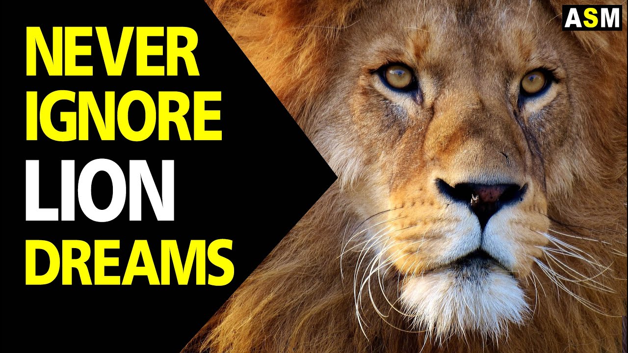 Signification des rêves de lion et leur impact sur votre vie 1 lion dream meaning
